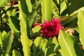 Tropical Tahitian red ginger bloosom among lush green leaves Royalty Free Stock Photo