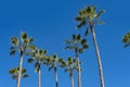 tropical tall African Sabal fan palms gracefully sways against blue sky, natural beauty tropics, infinity tropical background, Royalty Free Stock Photo