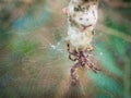 Tropical tent-web spider Cryptophora citricola in its web