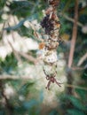 Tropical tent-web spider Cryptophora citricola in its web
