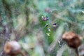 TROPICAL TENT-WEB SPIDER WITH PANTRY IN A GARDEN