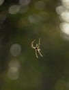 a tropical tent web spider