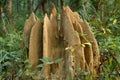 Tropical termit nest Royalty Free Stock Photo