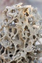 Tropical termite nest in the nature, termite mound in nature Royalty Free Stock Photo