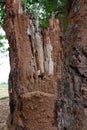 Tropical termite nest. Royalty Free Stock Photo