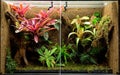 Tropical terrarium or pet tank for frogs Royalty Free Stock Photo