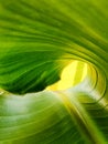 Tropical textured background of banana palm leaf, twisted funnel