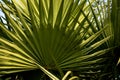 Tropical textured background green plant leaves pattern background, Natural wallpaper. Palm leaf