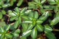 Tropical textured background green plant leaves pattern background, Natural wallpaper