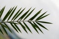 Tropical textured background green plant leaves pattern background, Natural wallpaper