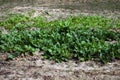 Tropical textured background green plant leaves pattern background, Natural wallpaper. Spinach cultivation