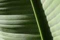 Tropical textured leaf closeup, big green tropic plant, pattern, tropic nature growth, palm leaves detail.
