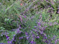 Tropical tiny purple flowers bushes Royalty Free Stock Photo