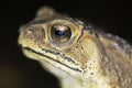 Tropical toad close up Royalty Free Stock Photo