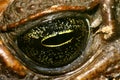 Tropical Toad Eye, Amazonia Royalty Free Stock Photo