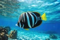 Tropical Treasures Stunning Underwater Colorful Moorish Idol Fish - Generative AI Royalty Free Stock Photo