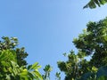 tropical tree against the background of blue sky on a sunny morning Royalty Free Stock Photo