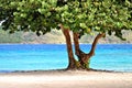 Tropical tree on a beach in St. Thomas