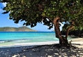 Tropical tree on a beach in St. Thomas