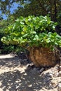 Tropical tree on a beach