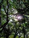 Tropical tree branch texture natural background. Textura de rama de ÃÂ¡rboles tropicales background natural Royalty Free Stock Photo