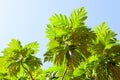 Tropical tree branches with big leaves on blue sky background. Breadfruit tree.view from below