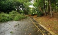 Tropical tree fallen down after heavy storm