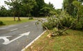 Tropical tree fallen down after heavy storm Royalty Free Stock Photo