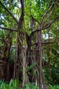 Tropical tree completely overgrown with roots and vines