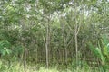 Rubber plantation