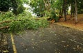 Tropical tree fallen down after heavy storm Royalty Free Stock Photo