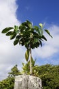 Tropical Tree on Fencepost Royalty Free Stock Photo