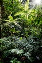 Tropical tree fern in Colombian Amazon rain forest Royalty Free Stock Photo