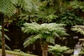 Tropical tree fern (Dicksonia antarctica, soft tree fern) growing in botanical garden Royalty Free Stock Photo