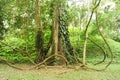 Tropical tree on the forest of Quirigua