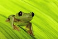 Tropical tree frog Royalty Free Stock Photo
