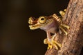 Tropical tree frog Royalty Free Stock Photo