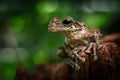 Tree frog Amazon rain forest, tropical exotic treefrog Osteocephalus taurinus Royalty Free Stock Photo