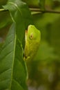 Tropical tree frog in Costarica sleeping on the leaf Royalty Free Stock Photo