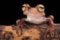 Tropical tree frog at night Royalty Free Stock Photo