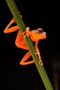 Tropical tree frog on a twig Royalty Free Stock Photo