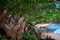Tropical tree green and dry leaves, seaside landscape background. Rustic fisherman village view through jungle bush Royalty Free Stock Photo
