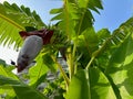 Tropical tree with green leaves and ripening bananas, low angle view Royalty Free Stock Photo