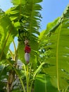 Tropical tree with green leaves and ripening bananas, low angle view Royalty Free Stock Photo