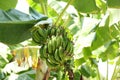 Tropical tree with green leaves and ripening bananas outdoors Royalty Free Stock Photo