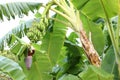 Tropical tree with green leaves and ripening bananas outdoors Royalty Free Stock Photo