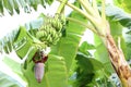 Tropical tree with green leaves and ripening bananas outdoors Royalty Free Stock Photo