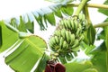 Tropical tree with green leaves and ripening bananas outdoors Royalty Free Stock Photo