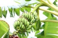 Tropical tree with green leaves and ripening bananas outdoors Royalty Free Stock Photo