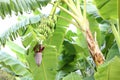 Tropical tree with green leaves and ripening bananas outdoors Royalty Free Stock Photo
